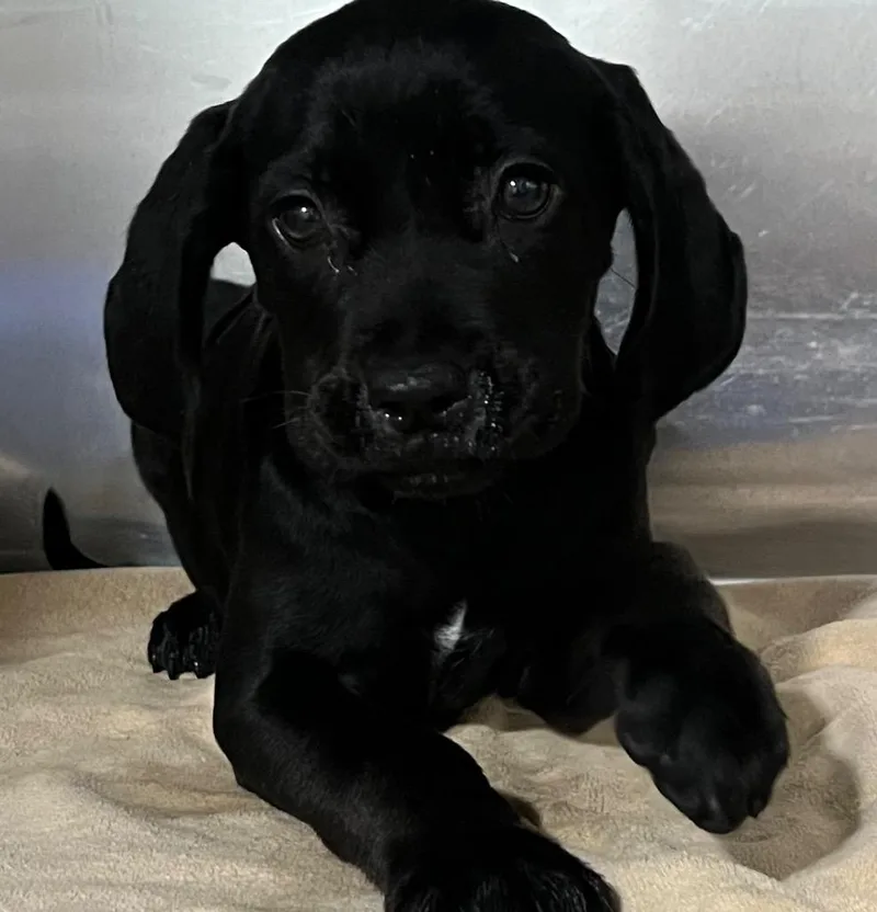 A baby small-sized female Labrador Retriever dog named Jill for adoption in Labelle, FL