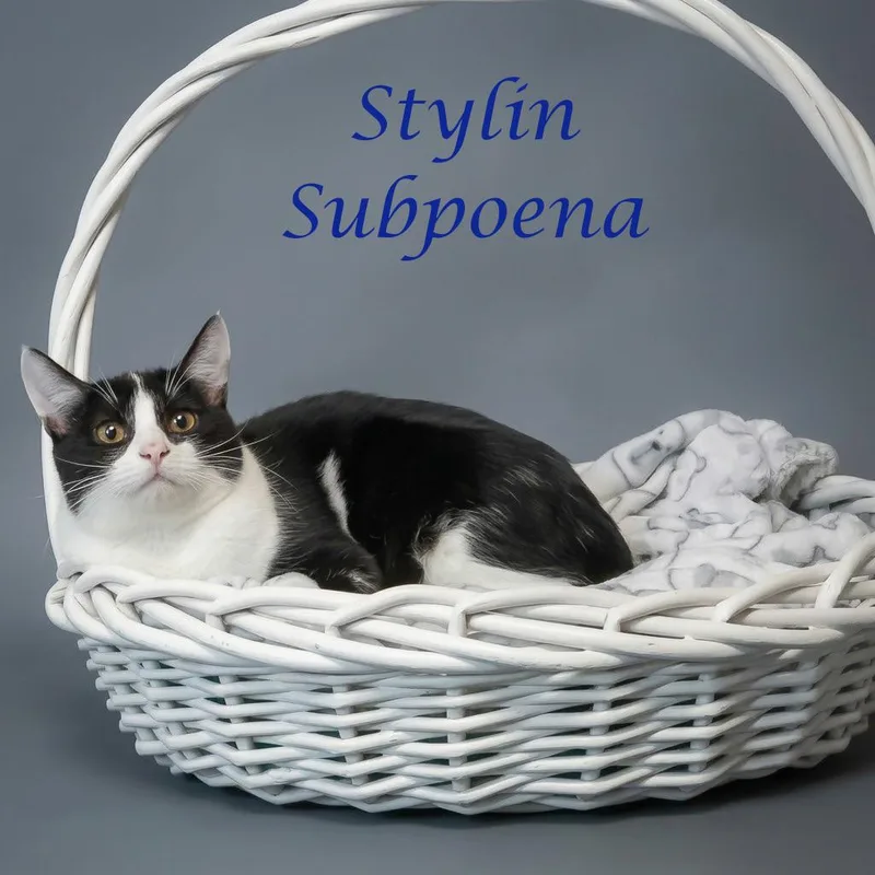 A young medium-sized male Black Domestic Short Hair cat named Stylin Subpoena C for adoption in Lebanon, TN