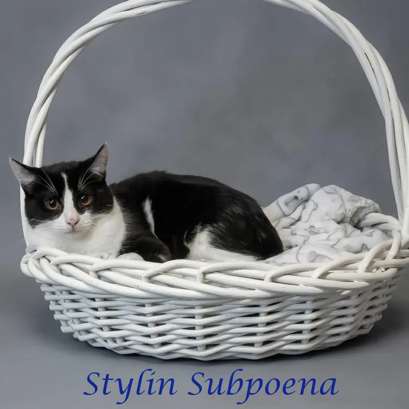 Stylin Subpoena C thumbnail 2