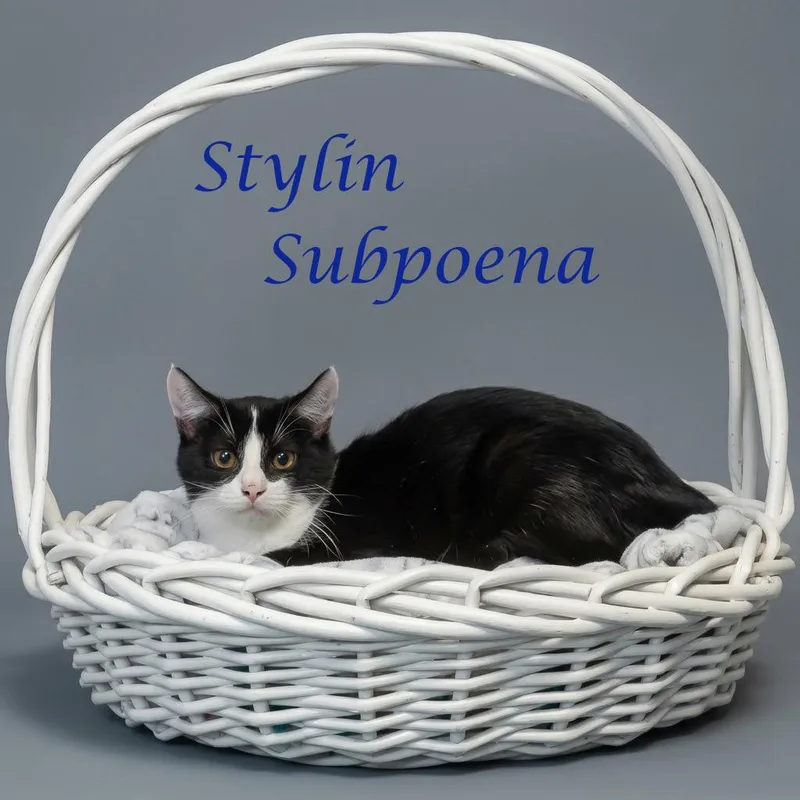 Stylin Subpoena C thumbnail 3