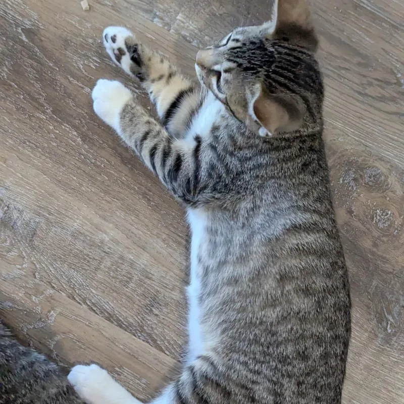 A baby small-sized male Gray / Blue / Silver Domestic Short Hair cat named Curiosity for adoption in San Antonio, TX