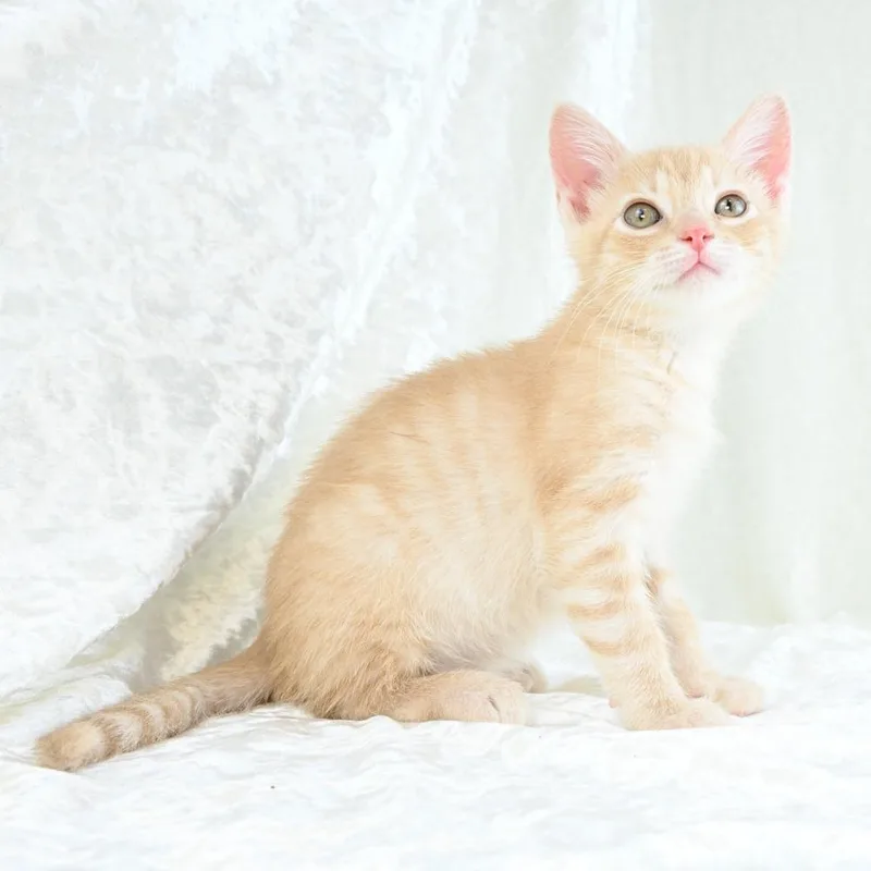 A baby small-sized male Buff / Tan / Fawn Domestic Short Hair cat named Benjamin for adoption in Mobile, AL