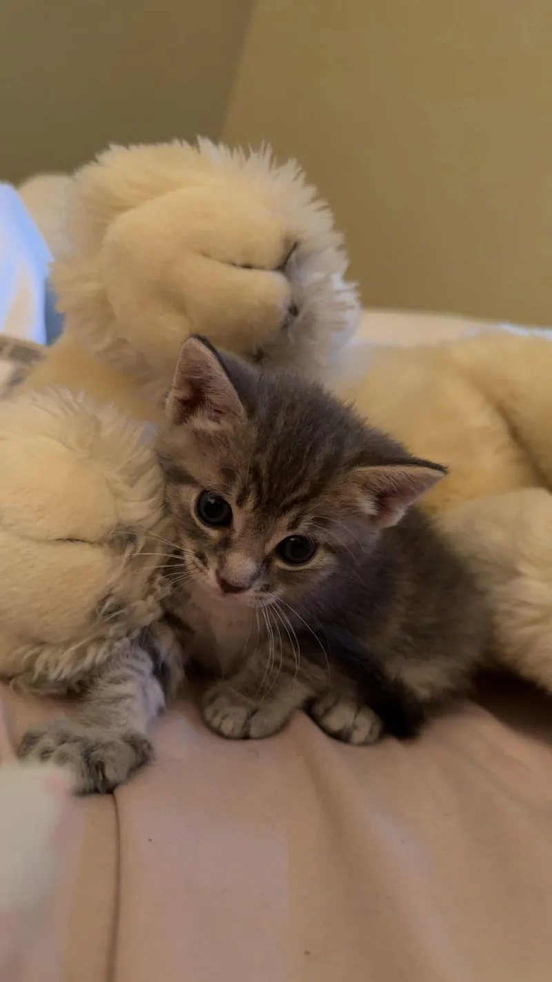 A baby medium-sized female Tiger cat named Ashley for adoption in Wesley Chapel, FL
