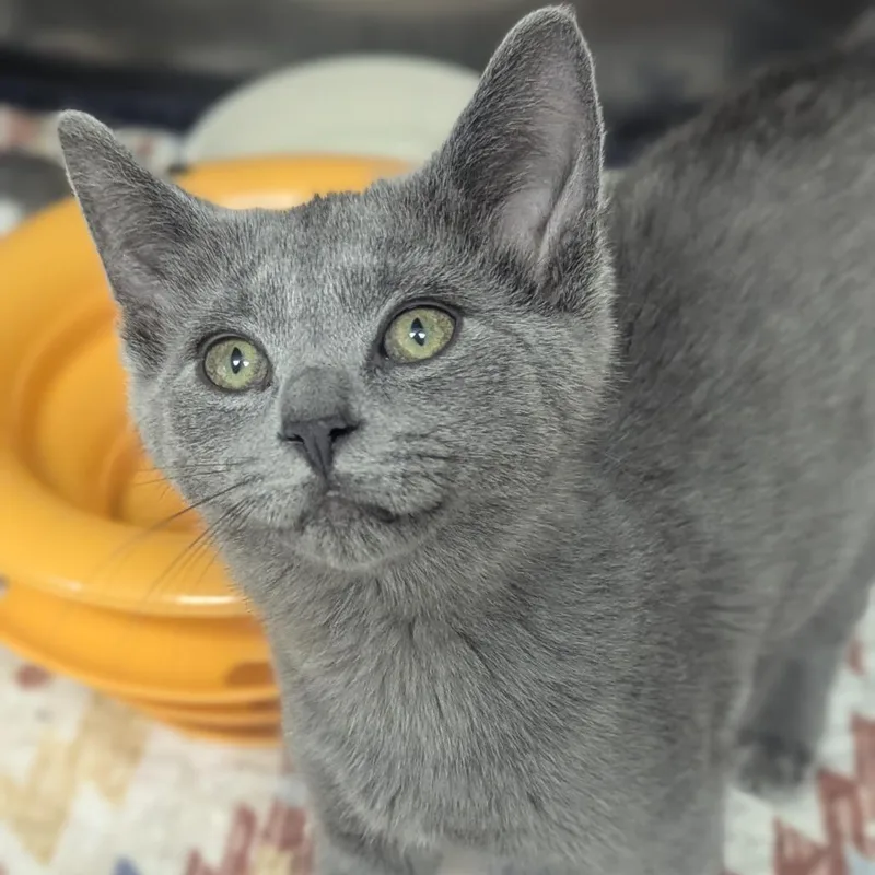 A baby medium-sized male Gray / Blue / Silver Domestic Short Hair cat named Niko for adoption in Fenton, MI