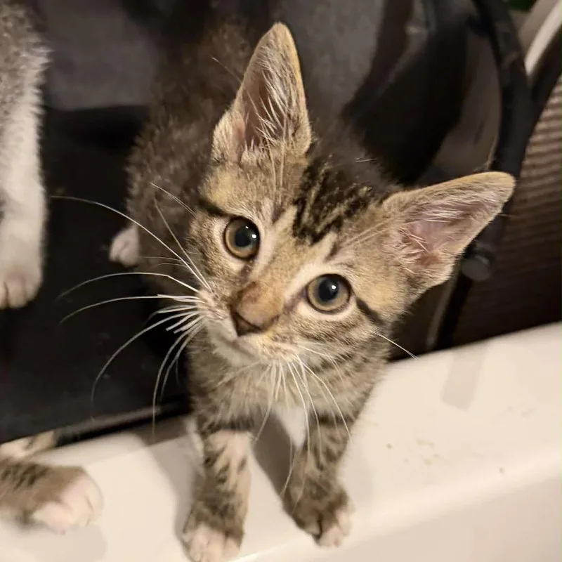 A baby small-sized male Brown / Chocolate Domestic Short Hair cat named Michael for adoption in Leander, TX