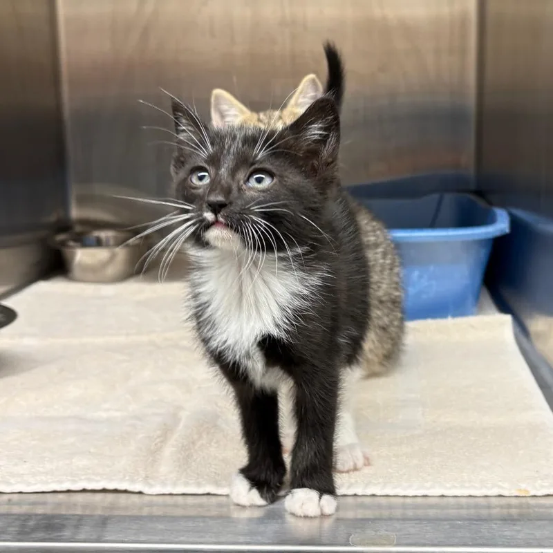 A baby small-sized female Black Domestic Short Hair cat named Sushi Penguin for adoption in Morganton, NC