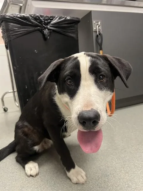 A young large-sized female Australian Cattle Dog / Blue Heeler dog named Riley for adoption in Ontario, CA