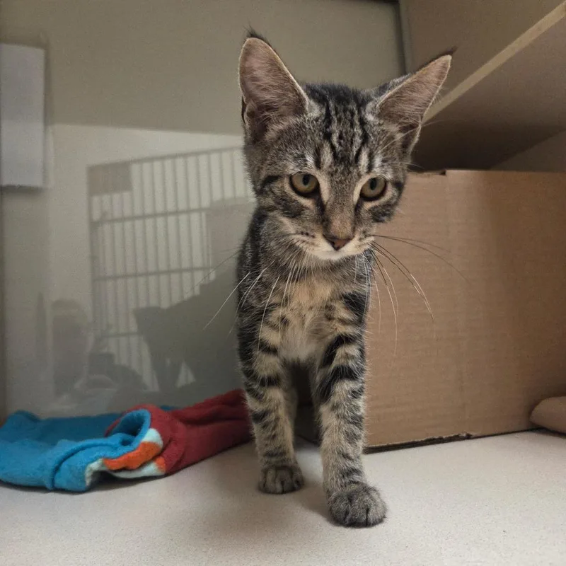 A baby small-sized male Gray / Blue / Silver Domestic Short Hair cat named Freddy for adoption in Ballston Spa, NY