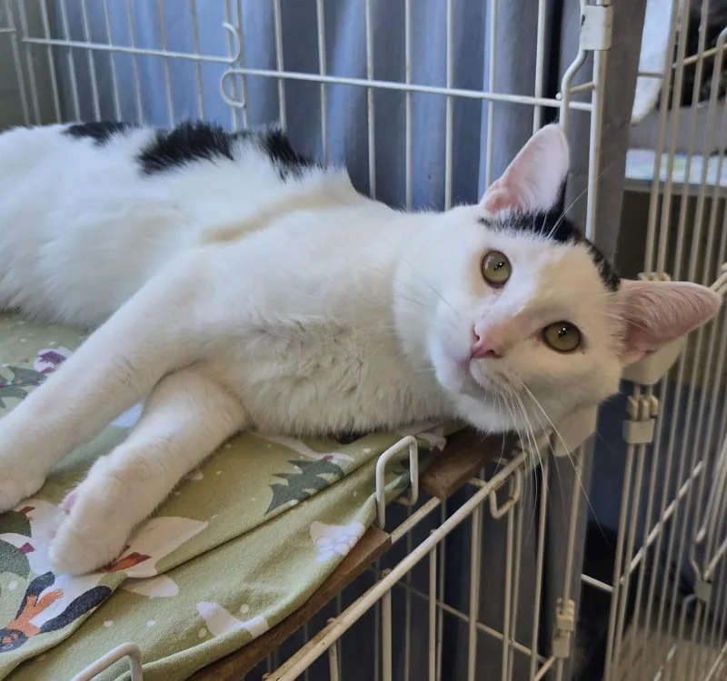 A young medium-sized male Black & White / Tuxedo Domestic Short Hair cat named Oreo for adoption in Mokena, IL
