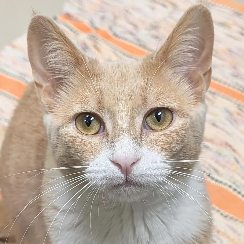 A young medium-sized female Tabby (Buff / Tan / Fawn) Domestic Short Hair cat named Luna  Reduced Fee! for adoption in Jefferson, WI