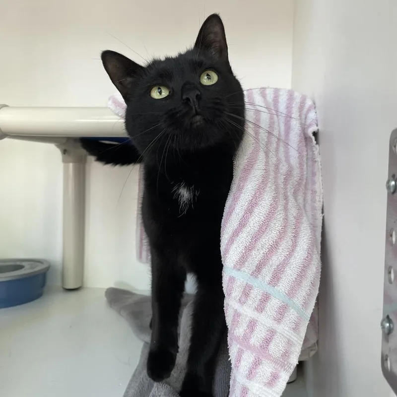 An adult large-sized female Black Domestic Short Hair cat named Muffin for adoption in Warwick, RI