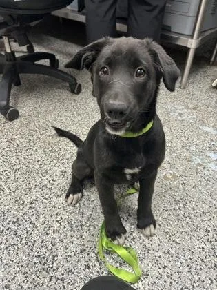 A baby medium-sized female Mixed Breed dog named Rosemary for adoption in West Chester, PA