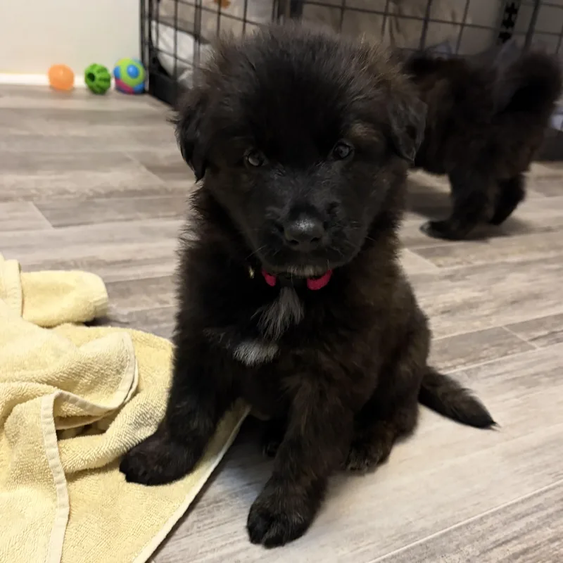A baby medium-sized female Shepherd dog named Guadalupe for adoption in Normal, IL