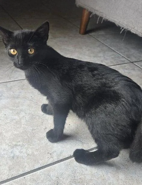 A baby medium-sized male Black Domestic Short Hair cat named Midnight for adoption in Oviedo, FL