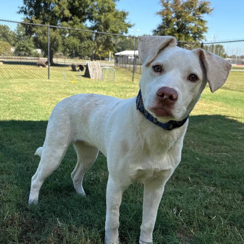 A young medium-sized male Labrador Retriever dog named Watson for adoption in Cabot, AR