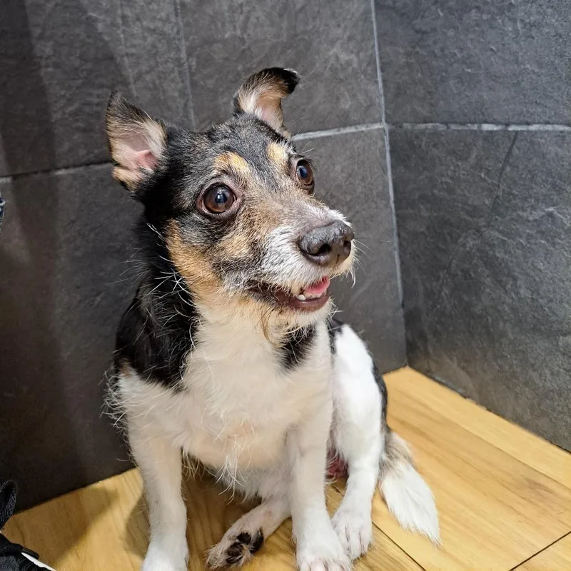 An adult small-sized male Black Mixed Breed dog named Oreo Pie for adoption in Philadelphia, PA