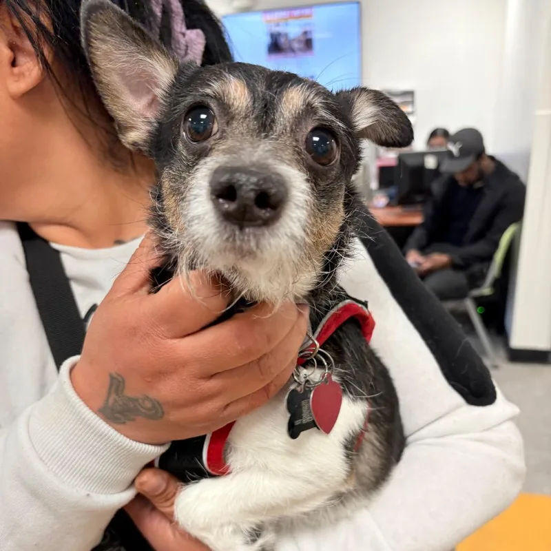 Oreo Pie thumbnail 2