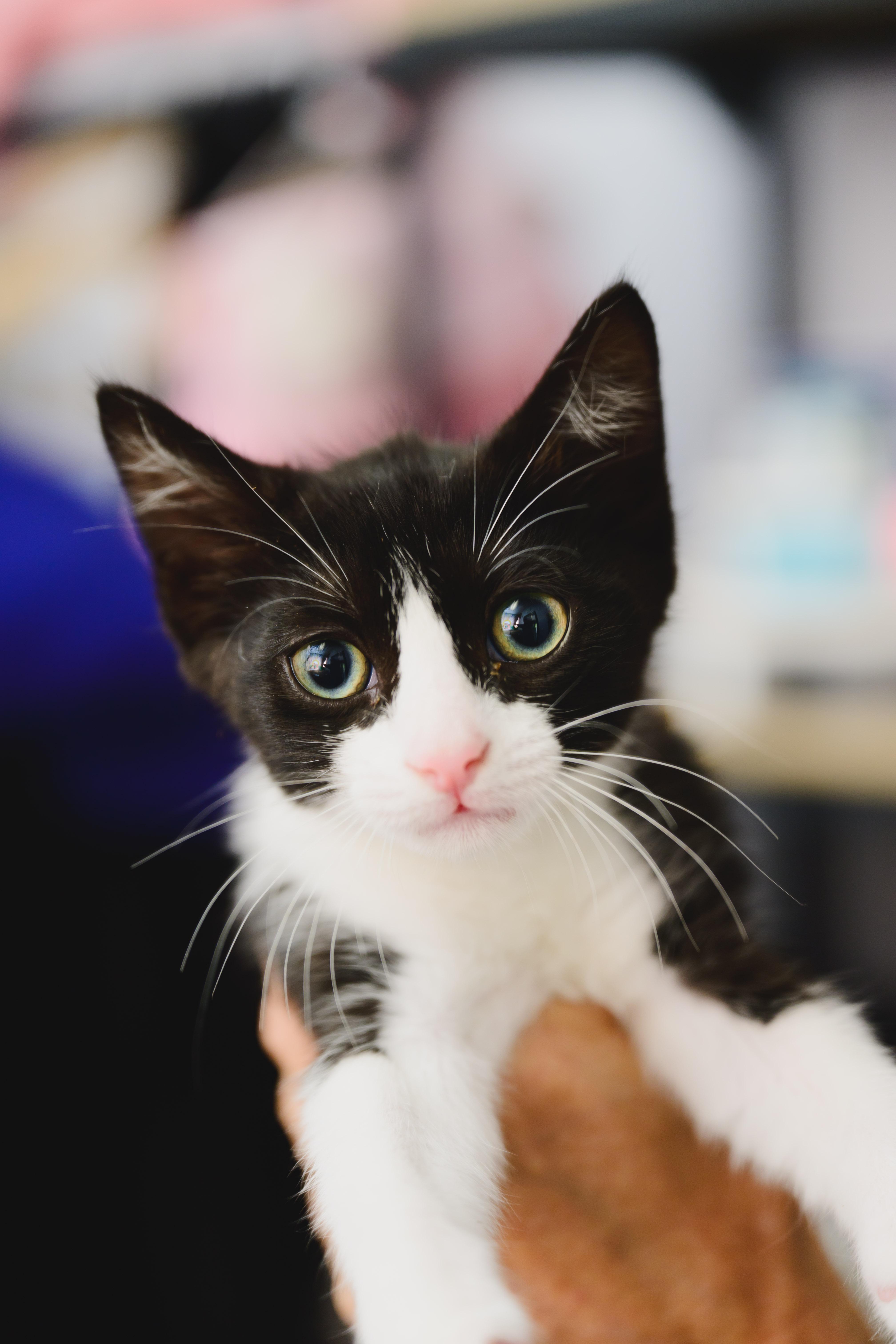A baby small-sized male Domestic Short Hair cat named Star for adoption in Honolulu, HI