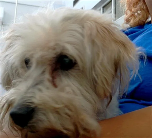 A senior small-sized male Mixed Breed dog named Gizmo for adoption in Dallas, TX