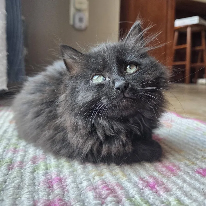 A baby small-sized female Black Domestic Long Hair cat named Pepper for adoption in Reisterstown, MD