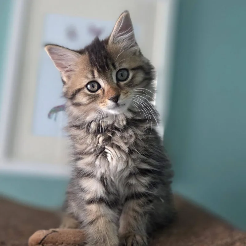 Pepper thumbnail 2