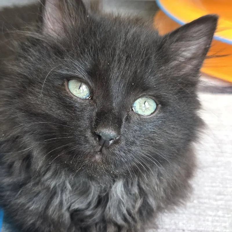 Pepper thumbnail 5