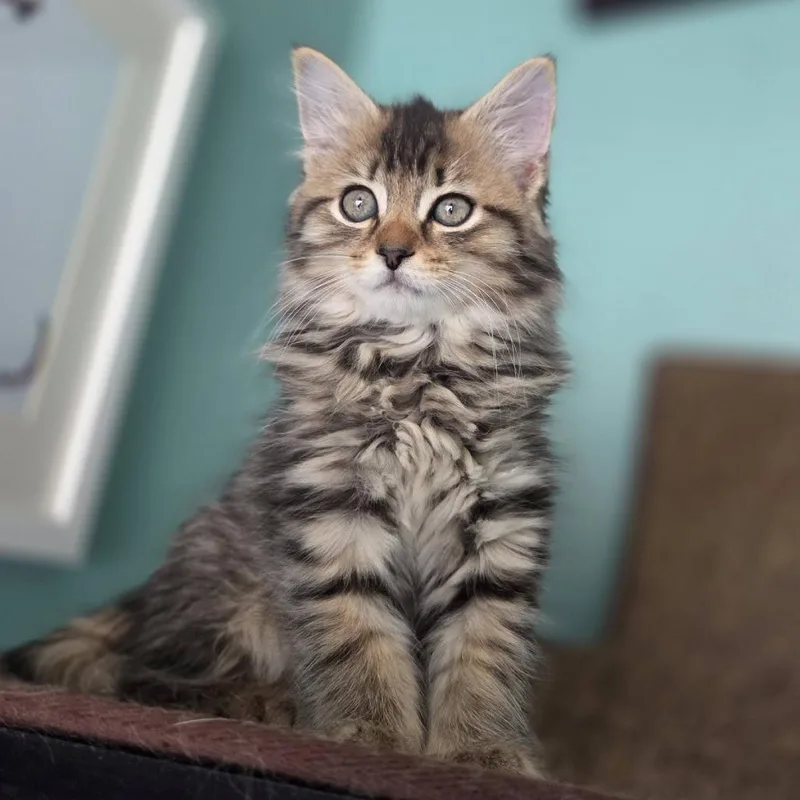 Pepper thumbnail 6