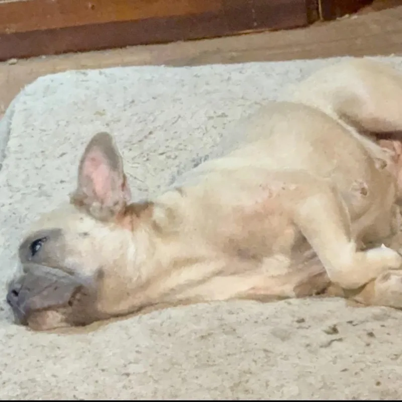 A young small-sized female Yellow / Tan / Blond / Fawn French Bulldog dog named Loretta for adoption in Pelham, NH