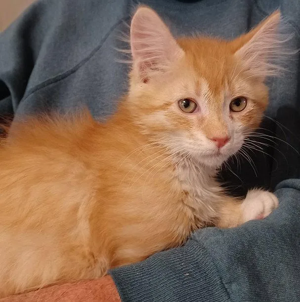 A baby small-sized male Orange & White Tabby cat named Flin for adoption in San Jose, CA
