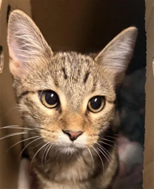 A baby medium-sized female Domestic Short Hair cat named Goldie for adoption in Houston, TX
