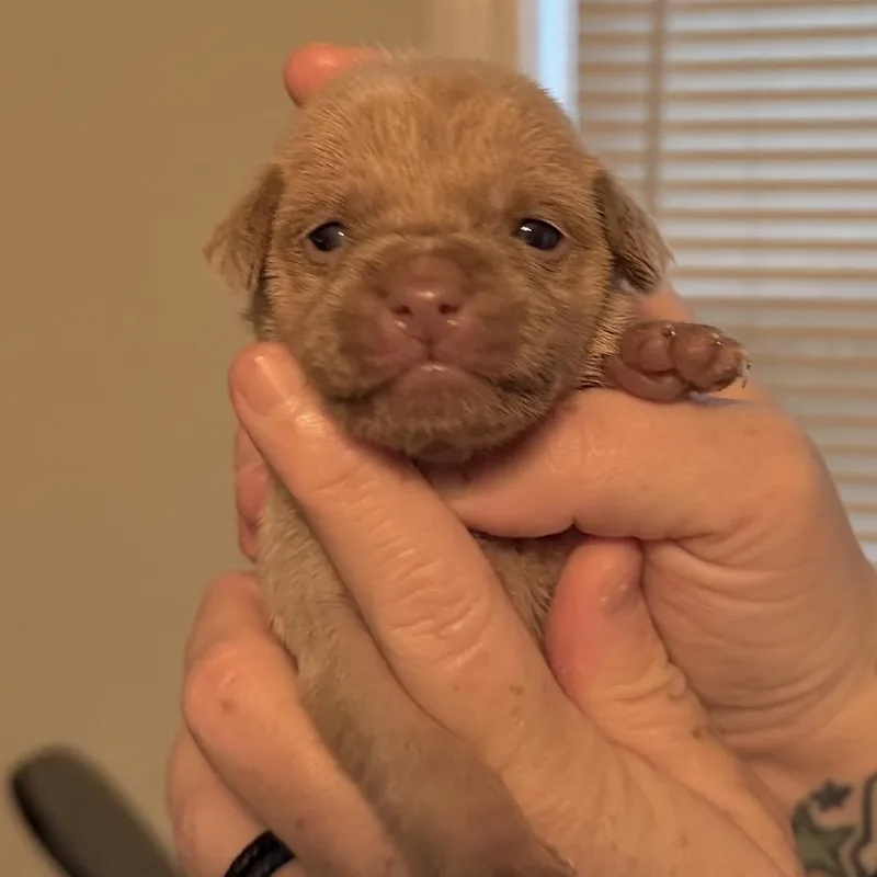 A baby small-sized male Yellow / Tan / Blond / Fawn Mixed Breed dog named Harry Potter for adoption in Rockville, MD