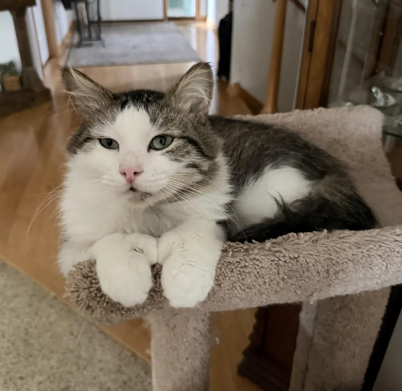 A young medium-sized male Gray & White Domestic Medium Hair cat named Lucky for adoption in Blaine, MN