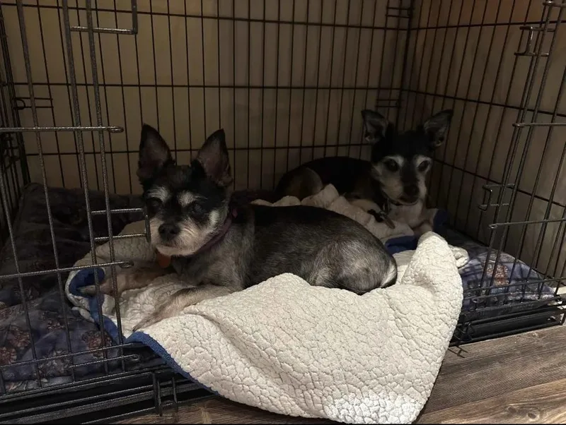 A senior small-sized female Terrier dog named Rylie for adoption in Houston, TX