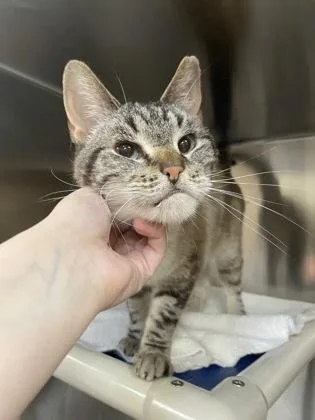 An adult small-sized male Domestic Short Hair cat named Gumbus for adoption in Westland, MI