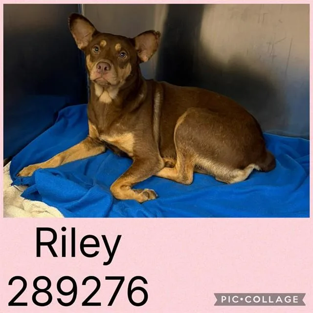 A young medium-sized female Mixed Breed dog named Riley for adoption in Macon, GA