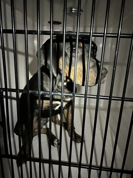 A young medium-sized female Hound dog named Valentina for adoption in Virginia Beach, VA