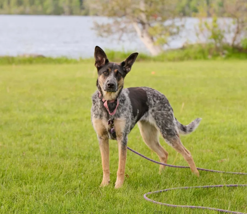A young medium-sized female Merle (Blue) Australian Cattle Dog / Blue Heeler dog named Sydney  ME for adoption in Warren, ME