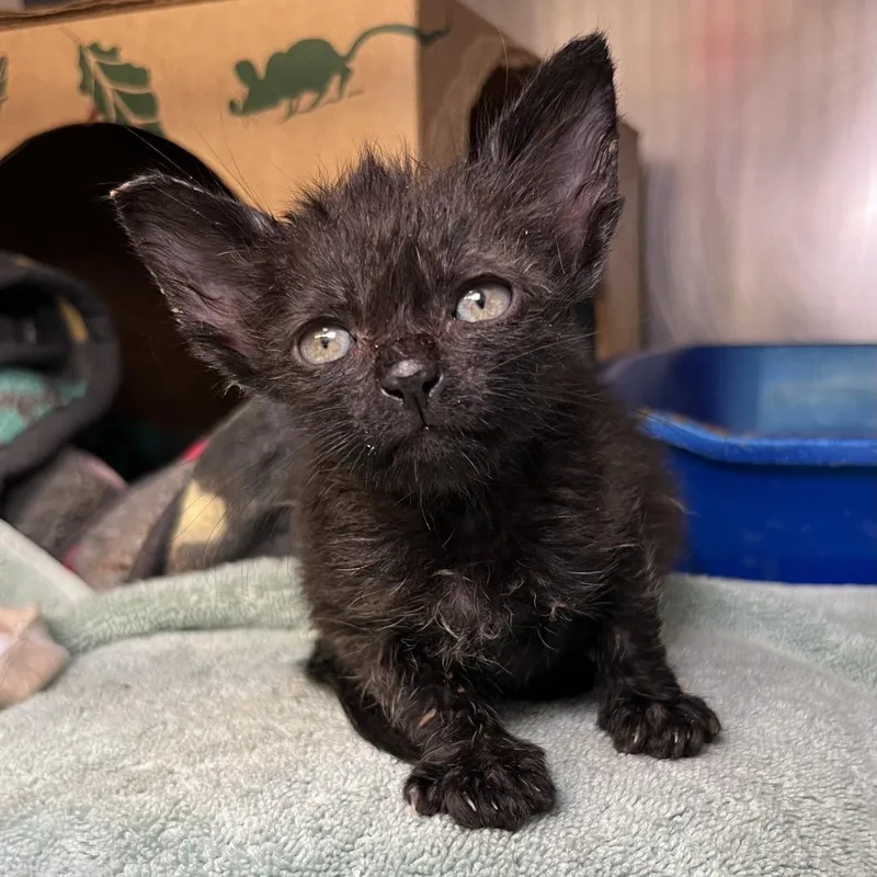 A baby small-sized male Black Domestic Short Hair cat named Parker for adoption in Palm Springs, CA