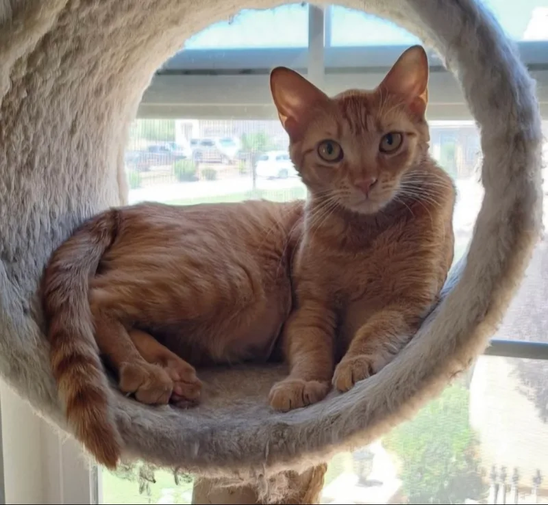 A young medium-sized female Tabby (Orange / Red) Domestic Short Hair cat named Mouse for adoption in Los Angeles, CA