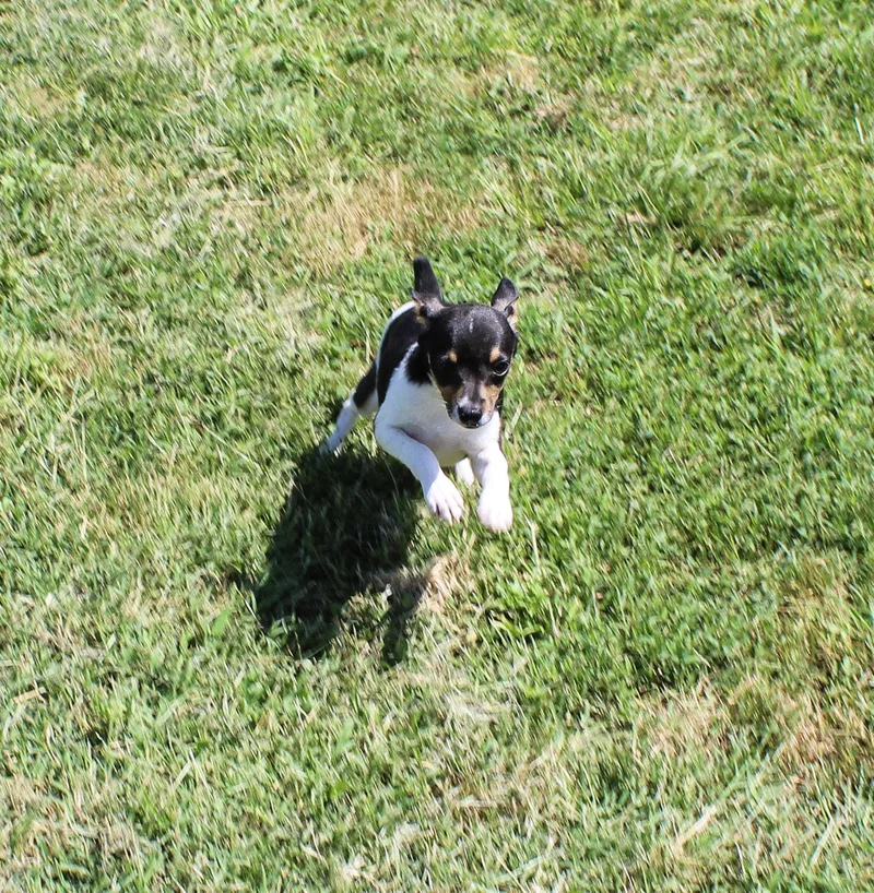 A young small-sized male Tricolor (Brown, Black, & White) Rat Terrier dog named Basil for adoption in Neosho, MO