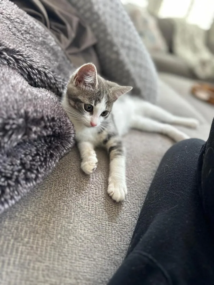 A baby medium-sized female White Domestic Short Hair cat named Duchess for adoption in Oceanside, CA