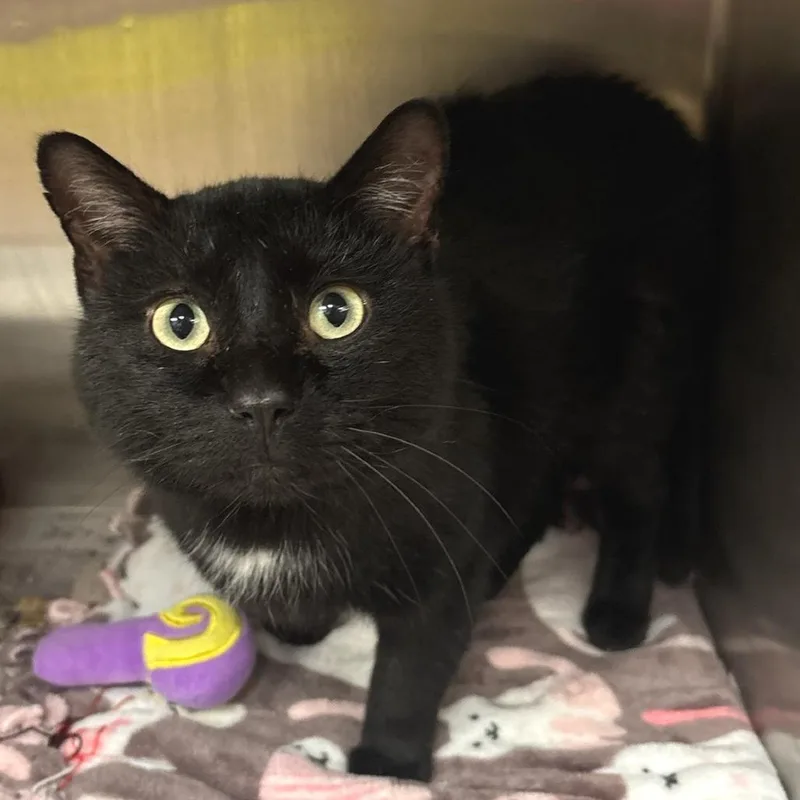 An adult large-sized male Black Domestic Short Hair cat named Bosco for adoption in Belleville, IL