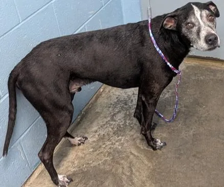 A senior large-sized male Tricolor (Brown, Black, & White) Pit Bull Terrier dog named Bandit for adoption in Evansville, IN