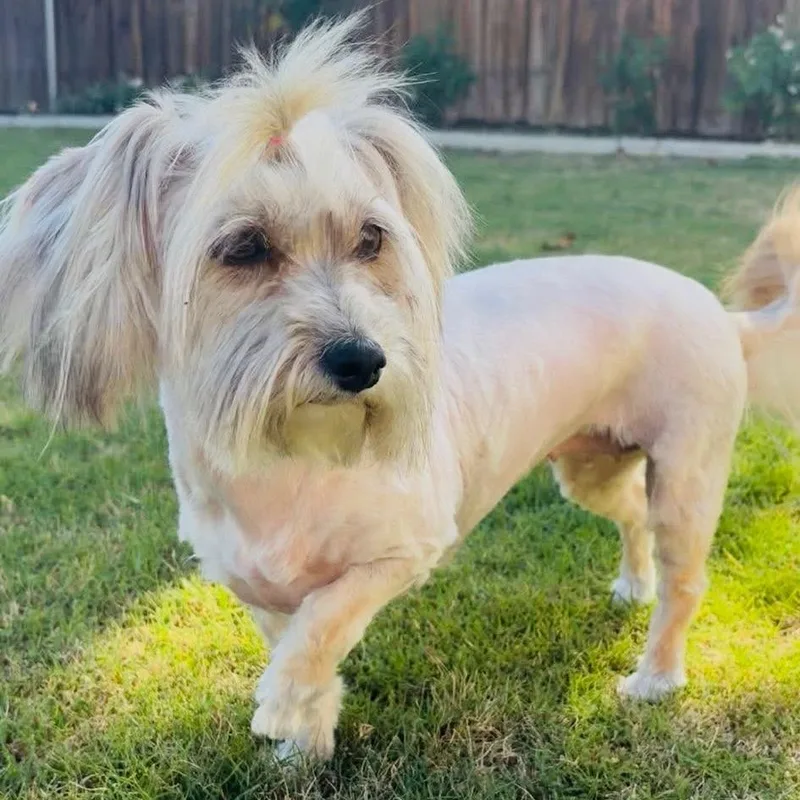 An adult small-sized female White / Cream Poodle dog named Millie for adoption in Sonoma, CA