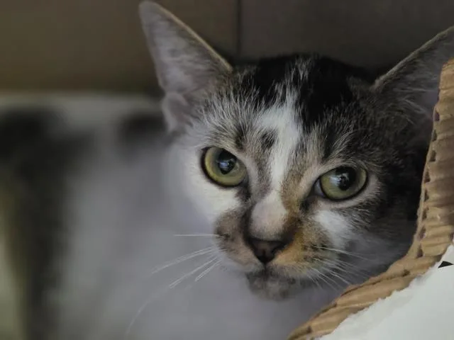 A young medium-sized female Domestic Short Hair cat named Muffin for adoption in Los Angeles, CA