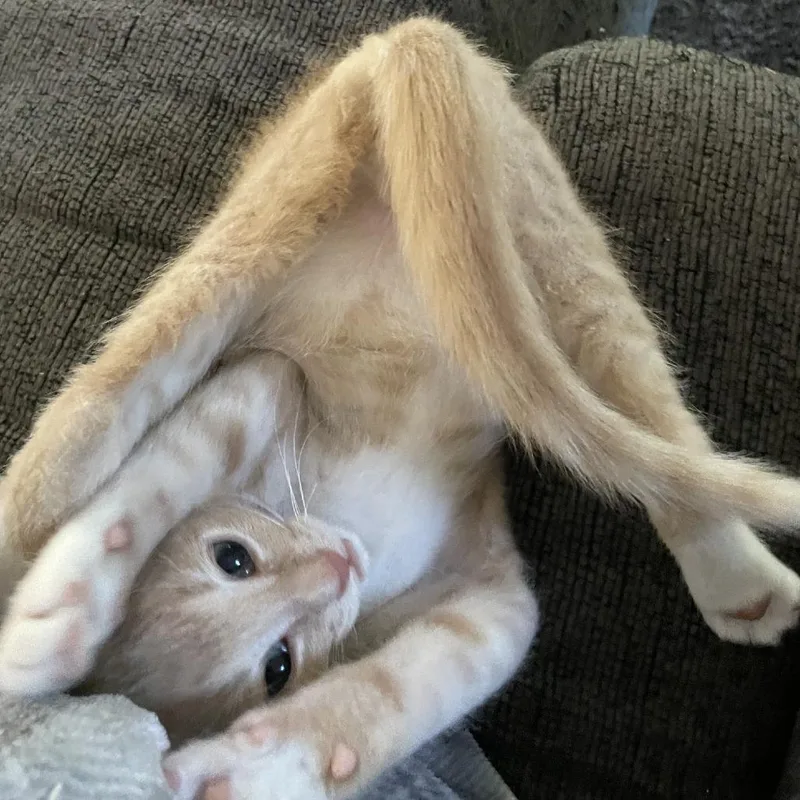 A baby small-sized male Buff / Tan / Fawn Domestic Short Hair cat named Pj C for adoption in Princeton, MN