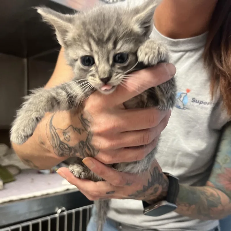 A baby small-sized female Gray / Blue / Silver Domestic Short Hair cat named Jenn for adoption in Oneonta, NY