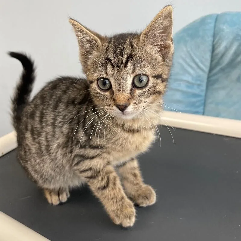 A young medium-sized male Tabby cat named Brulee for adoption in Roanoke, VA