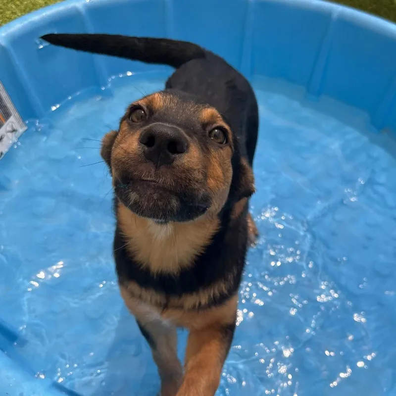 A baby medium-sized female Black Rottweiler dog named Zoe for adoption in Branford, CT