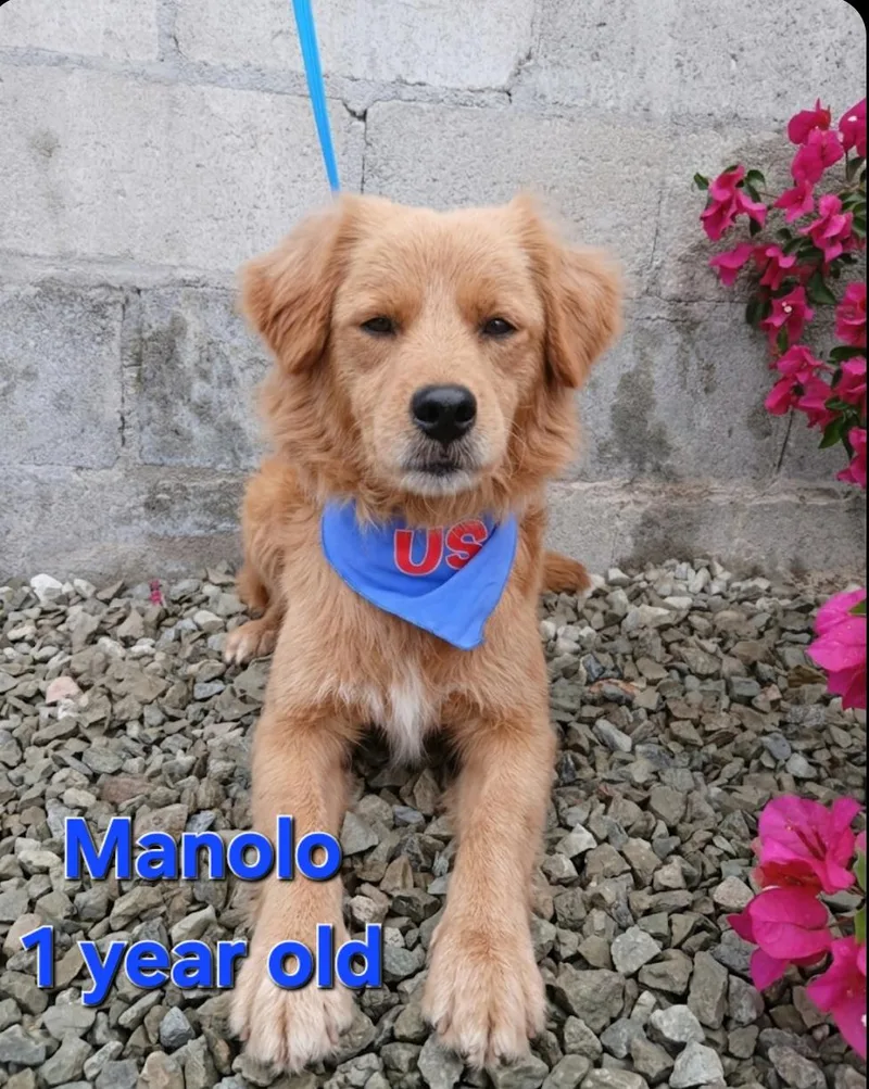 A young small-sized male Golden Retriever dog named Manolo for adoption in Los Angeles, CA